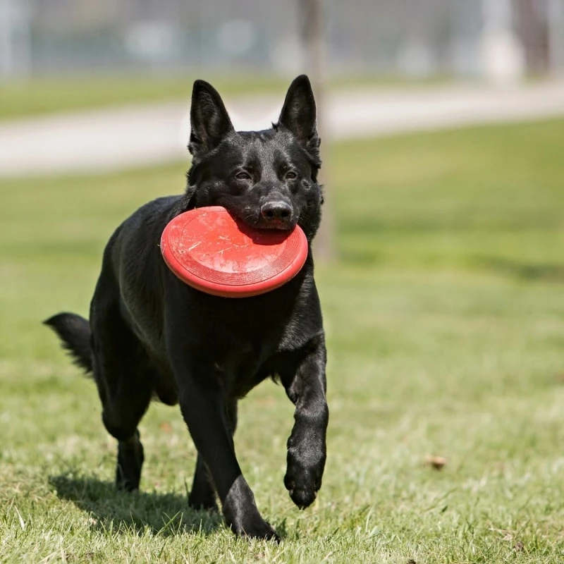 fressnapf KONG Frisbee rot S Wochenangebot