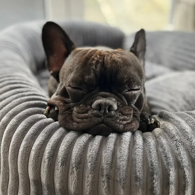 fressnapf Wallace & Jones Hundebett Cordo dunkelgrau S Angebote