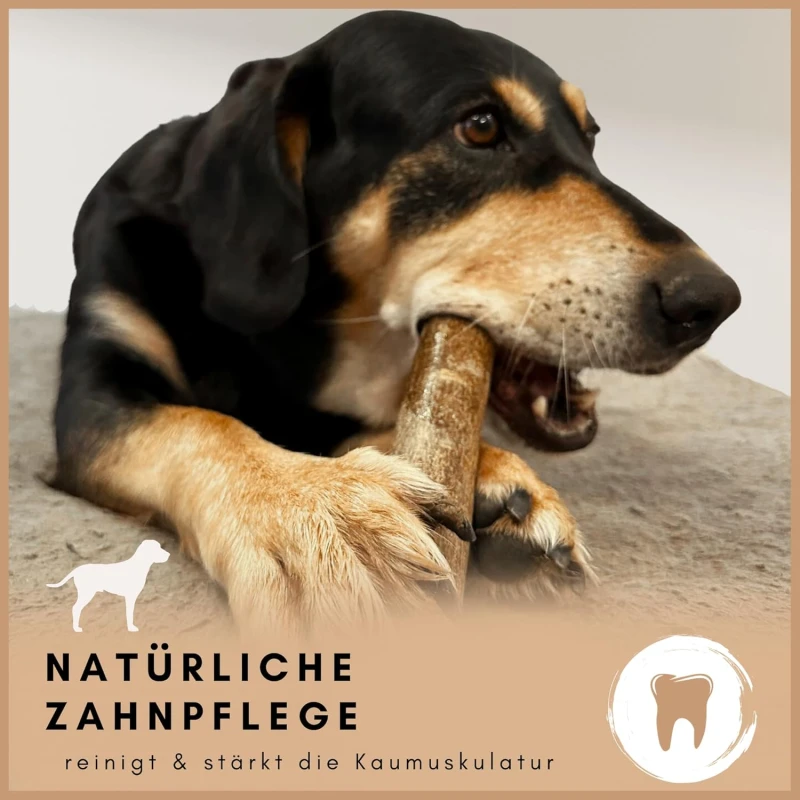 fressnapf Supravit Olivenholz – Robustes Kauspielzeug für Hunde XS 50% Rabatt für begrenzte Zeit