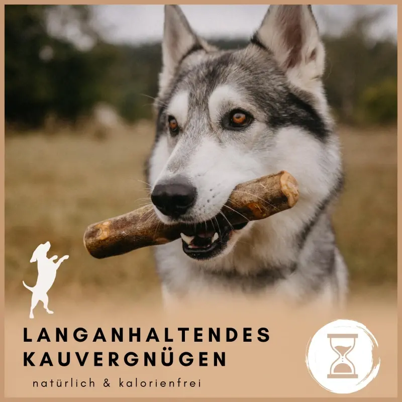 fressnapf Supravit Olivenholz – Robustes Kauspielzeug für Hunde XS 50% Rabatt für begrenzte Zeit