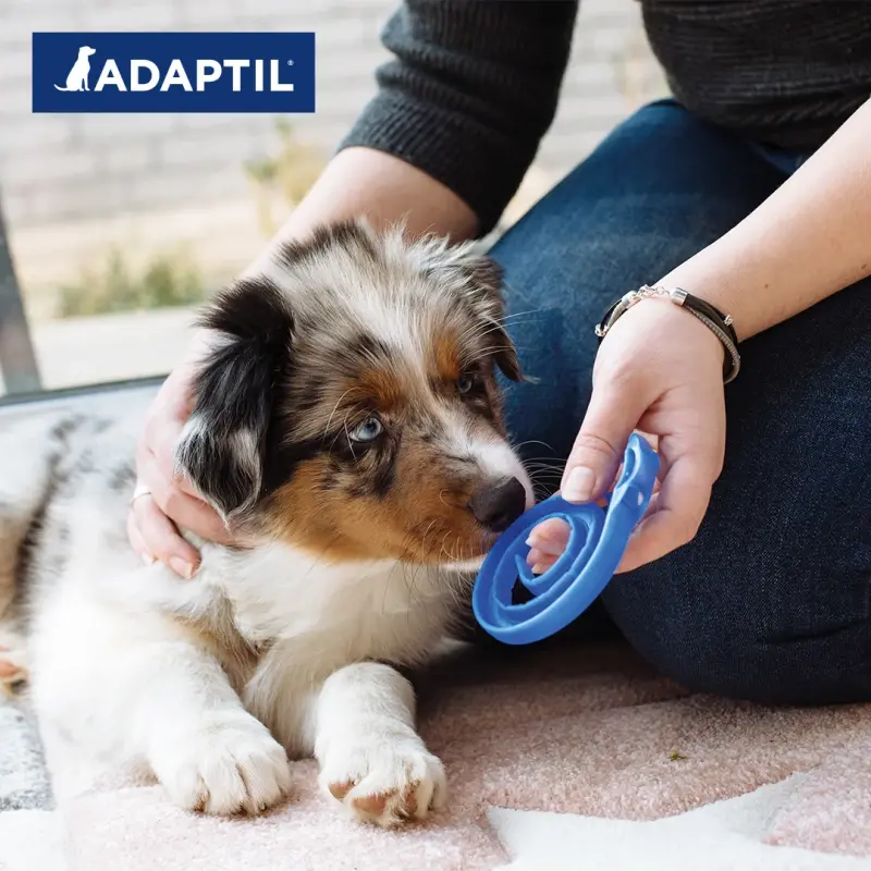 fressnapf ADAPTIL Junior Halsband Anti Stress Erziehungshalsband Zeitlich begrenztes Angebot