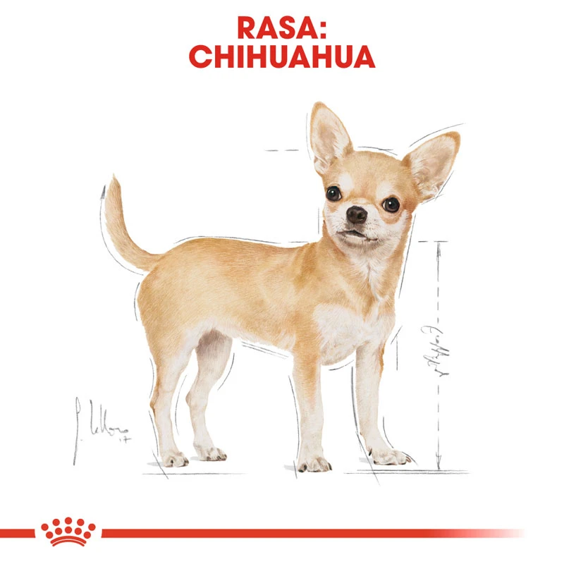 fressnapf ROYAL CANIN Chihuahua Adult Mousse 12x85 g Wochenangebot