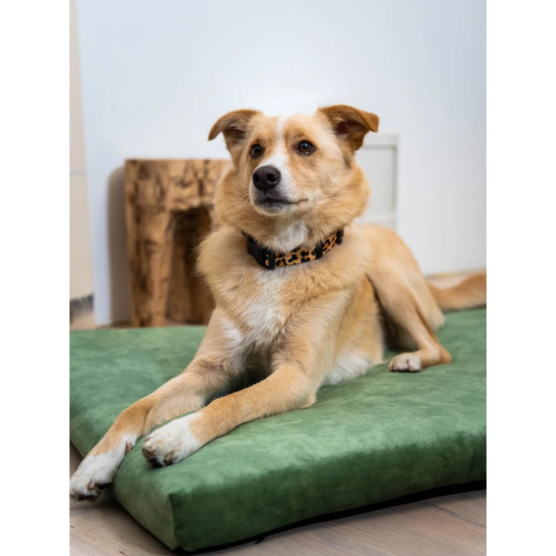 fressnapf Rexproduct SoftPet Matratze grün S Sonderangebot der Fabrik
