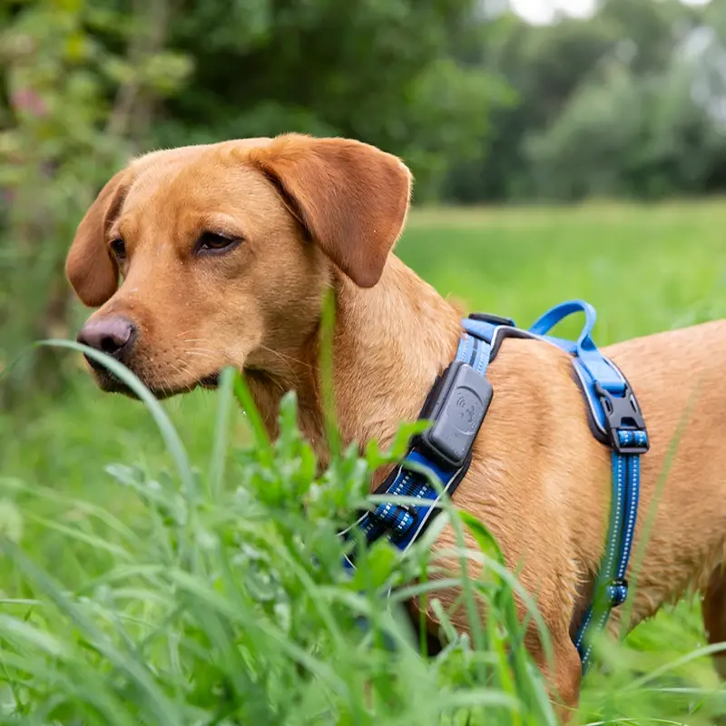 fressnapf Fressnapf GPS-Tracker für Hunde grau Letzte 3 Tage