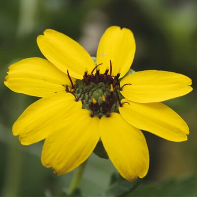 manufactum Saatgut Gemüse und Blumen für Kinder Große Rabatte