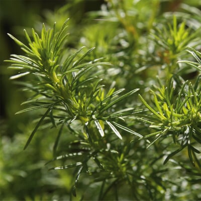 manufactum Saatgut Gemüse und Blumen für Kinder Große Rabatte