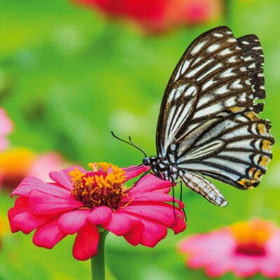 manufactum Bio-Blumensamen Samenwürfel für Schmetterlinge Kostenloser Versand international