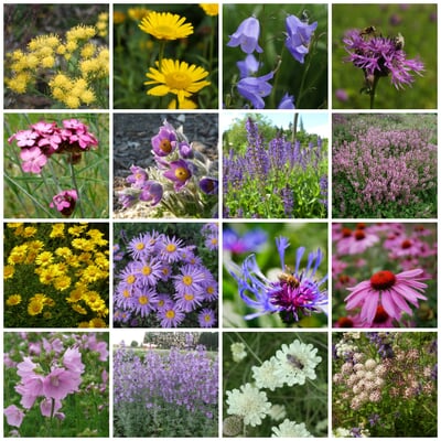 manufactum Kombipaket Heimische Stauden/Stauden für Bienen Schmetterlinge Begrenzt auf 3 Tage