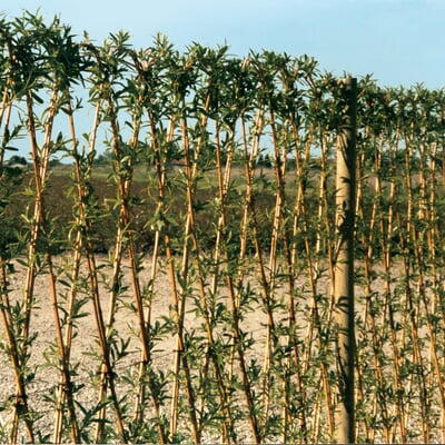 manufactum Weidenstecken lebend
