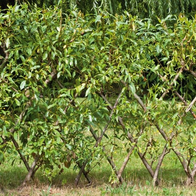 manufactum Weidenstecken lebend Speichern exportieren