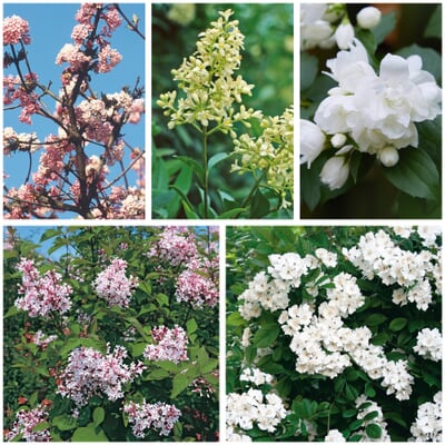 manufactum Hecke Duftgehölze