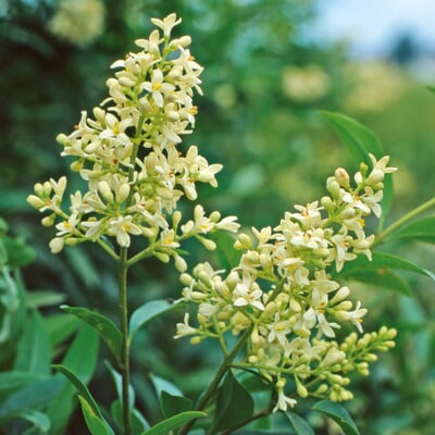 manufactum Hecke Duftgehölze Black Friday Preise