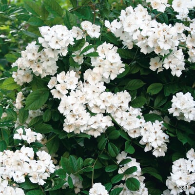 manufactum Hecke Duftgehölze Black Friday Preise