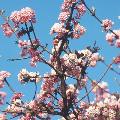 manufactum Hecke Duftgehölze Black Friday Preise